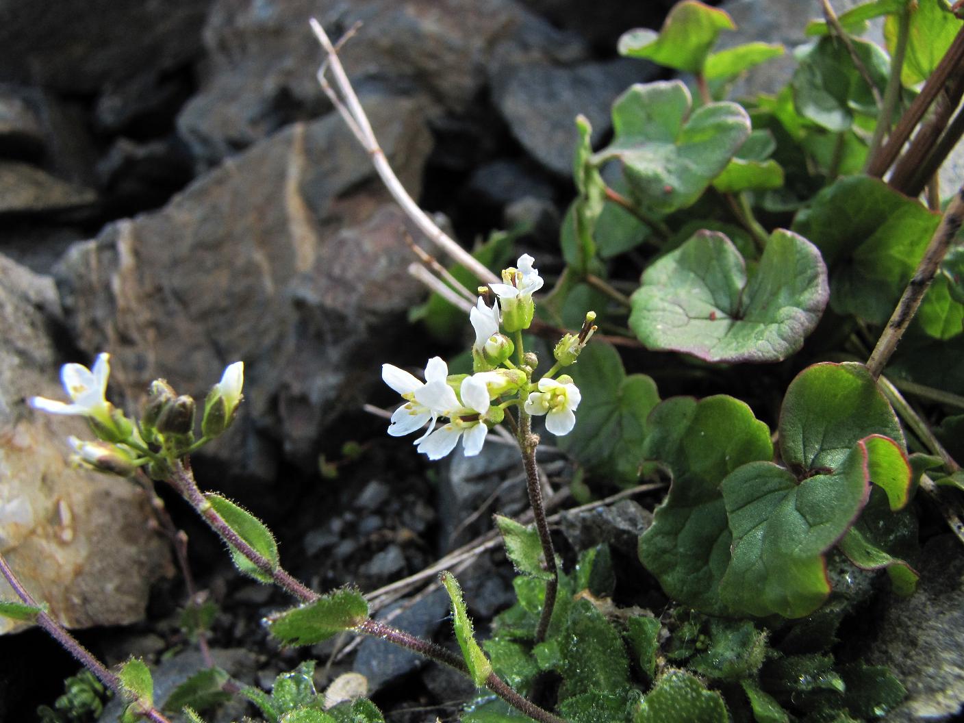 Sentieri ferrati, sentieri fioriti: i fiori dell''Albiolo